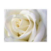 Rose White Postcards
