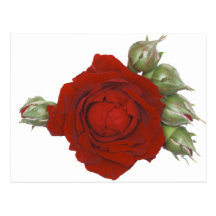 Rose with buds postcard