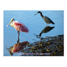 Roseate Spoonbill and Little Blue Heron Postcards