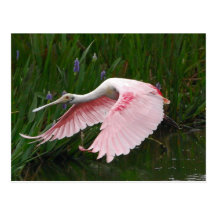 Roseate Spoonbill Postcards