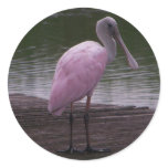 Roseate Spoonbill