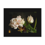 Rosebud geranium 'Denise' Post Card