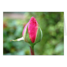 Rosebud, greeting card