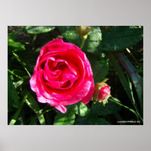 Rosebud Print