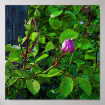 Rosebuds Poster
