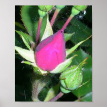 Rosebuds Poster