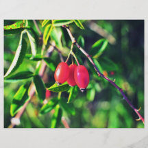 Rosehip Flyer
