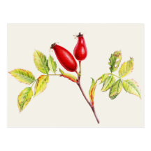 Rosehips, Rosa canina in watercolor postcard
