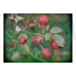 Rosehips with Texture Card