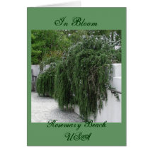 Rosemary Beach, Rosemary Greeting Card