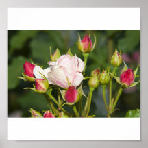 Rosengarten Posterdruck