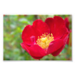 Roses Are Red Photo Print
