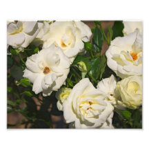 Roses blancs en fleur - photographie de fleur