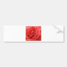 Roses Bumper Sticker