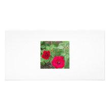 Rose's Garden 1 Customized Photo Card