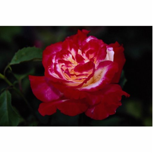 Roses hybrides de "Andeli" de rose de thé de doubl Photo Sculptures