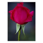 Roses hybrides de "Mlle All American Beauty" de ro Carte De Vœux