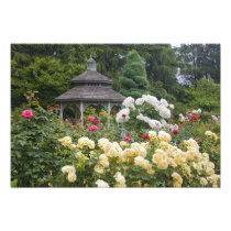 Roses in bloom and Gazebo Rose Garden at the