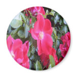 Roses magnet