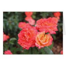 Roses Notecard