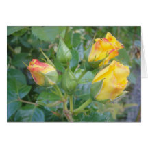 Roses of Life Greeting Card Yellow Rose Cluster