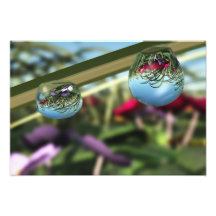 Roses on Raindrops Photo Print