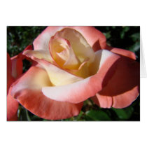 ROSES Pink White Rose Flowers 5 Cards Gifts Mugs