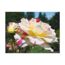 ROSES Pink Yellow Rose Flowers 3 Cards Gifts Mugs