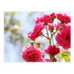 Roses Post Cards