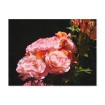 Roses Postcards Pink Orange Rose Flowers custom