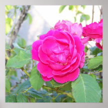 roses posters
