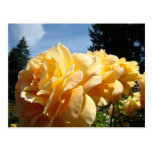ROSES Rose Flowers 3 Cards Gifts Mugs Post Card