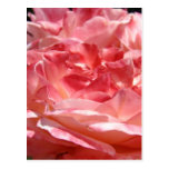 ROSES ROSE FLOWERS 3 POST CARDS POST CARD