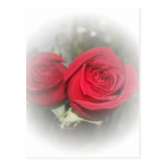 Roses rouges mous romantiques carte postale