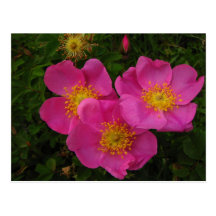 Roses sauvages cartes postales