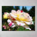 ROSES White Pink Rose Flowers Art Prints