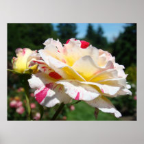 ROSES White Pink Rose Flowers Art Prints