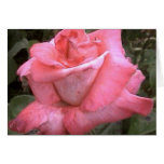 Rosey Pink Greeting Cards