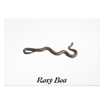 Rosy Boa Invitation