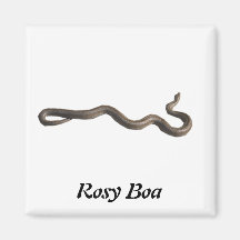 Rosy Boa Square Magnet
