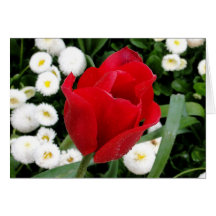 Rosy Red Tulip Cards