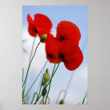 rote Mohnblüten Poster