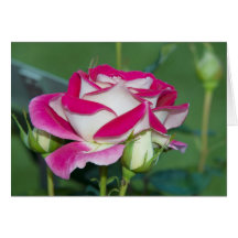 rote Rose Grusskarte