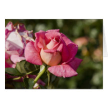 rote Rosen Grusskarte