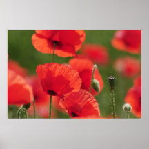 rotes Klatschmohnfeld Posterdruck