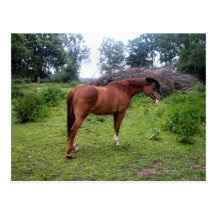 Rotthorse Post Card