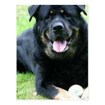 Rottie  Postcards