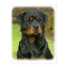 Rottweiler Carte Postale