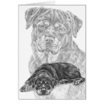 Rottweiler Dog Drawing by Kelli Swan Greeting Cards