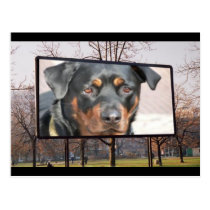 Rottweiler Dog Postcard postcards